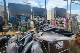 Tuna are purchased by traders at Tam Quan fishing port (Gia Lai). (Photo: VNA)