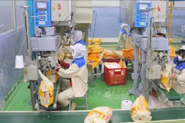 Packaging rice for export at a factory of Thao Son Company under Loc Troi Group Joint Stock Company. (Photo: VNA) 