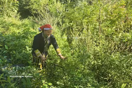 Tan May Liu, a member of the Red Dao Community Cooperative, collects medicinal herbs in a forest. (Photo: VNA)