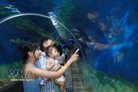 Visitors explore marine ecosystems and sea life at the Nha Trang Institute of Oceanography Museum in Khanh Hoa province. (Photo: VNA)