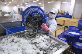 A shrimp processing factory in Ca Mau province (Photo: VNA)