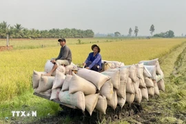 Rice is a key agricultural export (Photo: VNA) 