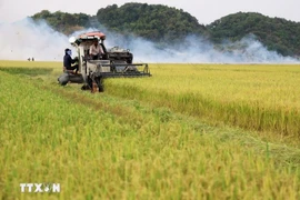 Harvesting rice (Photo: VNA)