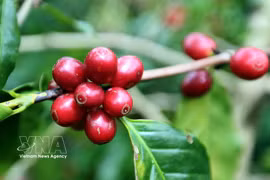 Vietnam's coffee cherries (Photo: VNA)
