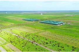 Thaco has invested billions of US dollars in agricultural projects in Cambodia, creating massive integrated production and livestock complexes. (Photo: thanhnien.vn)