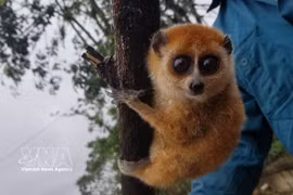 Pygmy slow loris (Nycticebus pygmaeus) (Photo published by VNA)