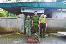 The Pu Mat National Park receives two adult macaques. (Photo: VNA)