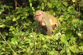 Three macaque species of the genus Macaca have been recorded in the wild. (Photo: VNA)