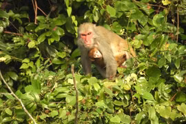 Three macaque species of the genus Macaca have been recorded in the wild. (Photo: VNA)