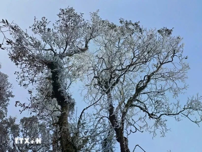Ta Xua peak in Ban Cong commune, Tram Tau district, the northern mountainous province of Yen Bai, is coated in thick frost. (Photo: VNA) z6422309507652-05b930291fb33130037a2295668de481.jpg