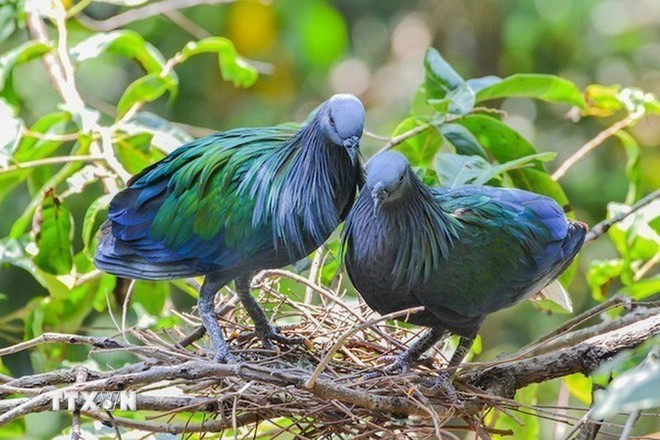 Nicoba pigeon at Con Dao National Park. (Photo: VNA)