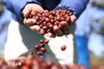 Vietnamese coffee exports surge, cementing position in global market
