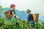 Suoi Giang’s Shan Tuyet tea rises from local heritage to national brand