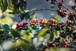 Son La farmers enjoy strong coffee harvest with rising yields and prices