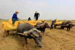 Timeless charm of the Mekong delta: Buffalo carts transporting rice in Dong Thap