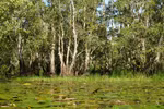 Tram Chim wetland ecosystem revived