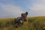 Moc Chau’s mustard flower fields captivate visitors