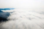 Tourists admire flowers, chase clouds on Moc Chau plateau