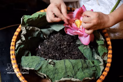 A craftsperson carefully separates Tay Ho lotus rice by hand to scent tea using traditional methods. Tay Ho lotus tea is among the products expected to be showcased at the Hanoi Beverage Festival 2026. (Photo: VNA)