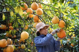 A farmer harvests pomelos in Chu ward, Bac Ninh city. (Photo: VNA)