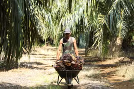 A man pushes a cart of palm fruits at a plantation in Kuala Selangor town of Selangor state, Malaysia. (Photo: Reuters)