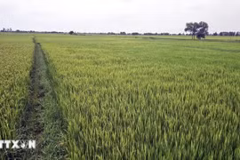 Drought, water shortages and saltwater intrusion caused by El Niño could reduce the productivity of crops, livestock and aquaculture. (Photo published by VNA)
