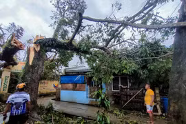 Trees fall during Typhoon Bualoi in Masbate province of the Philippines on September 26, 2025. (Photo: Xinhua/VNA)