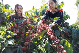 Farmers harvest coffee in the Central Highlands. Coffee is among the key foreign currency earner of Vietnam. (Photo: VNA)