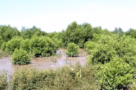 Mangrove forests in Kien Giang province’s An Bien district (Photo: VNA)