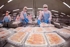 Workers process shrimp for export. Shrimp generated 300 million USD in revenue, accounting for 39% of the total export in January. (Photo: VNA)