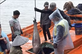 Coastal communities are increasingly complying with anti-IUU fishing regulations, helping promote more responsible and sustainable fisheries, according to a Dak Lak official. (Illustrative photo: VNA)