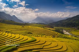 The charm of Sa Pa in the rice-ripening season (Photo: VNA)