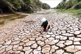 Vietnam is exerting efforts to cope with climate change. (Illustrative photo: VNA)
