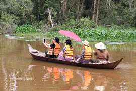 Visitors travel by boat to admire the cajuput forest landscape during the flood season at the Tram Chim tourism site in Dong Thap province. (Photo: VNA)