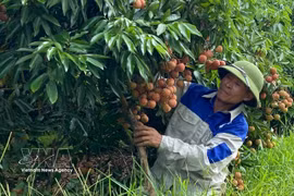 A farmer tends to lychee trees in Thieu My village of Ha Dong commune, Hai Phong city. (Photo: VNA)