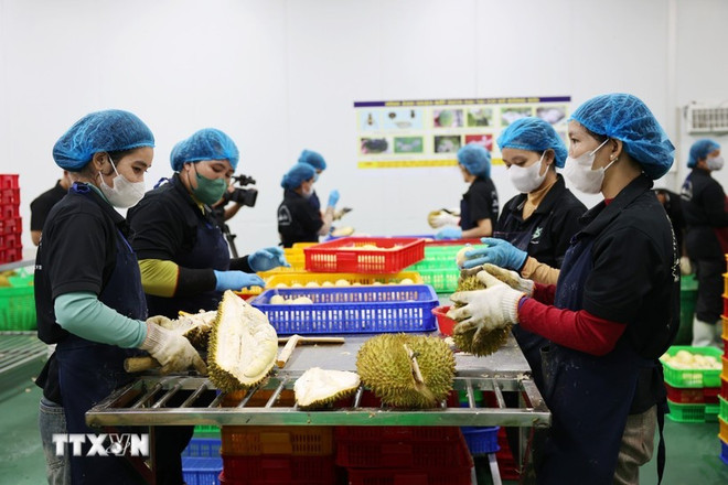 Workers separating durian segments for freezing. (Photo: VNA)