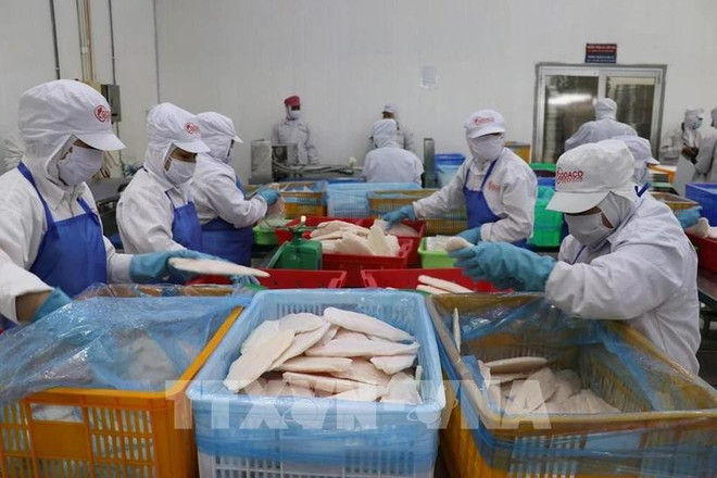 Workers at GODACO factory in My Tho Industrial Park process tra fish for export. (Photo: VNA) tra-fish-processing-10.jpg