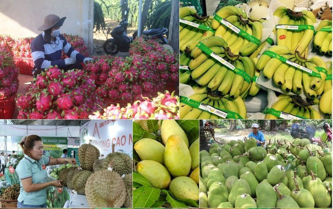 Agro-forestry-fishery exports totalled 21.15 billion USD during the first four months of 2025, increasing 10.7% from a year earlier. (Photo: VNA) agro-forestry-aquatic-exports-2.jpg