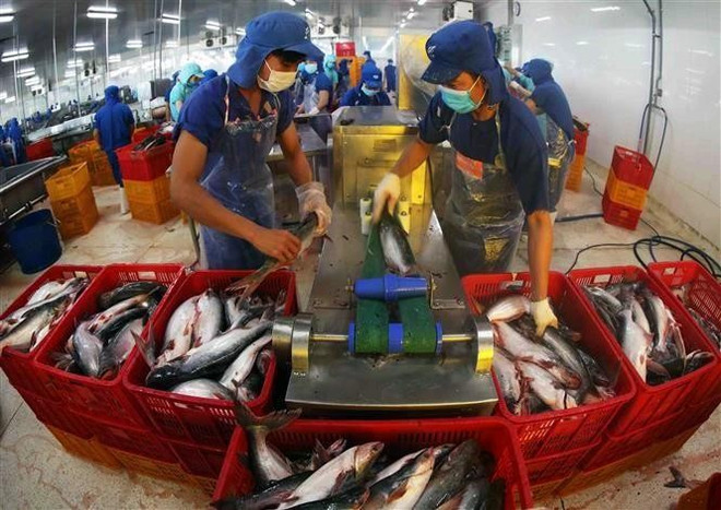 Workers process tra fish for export in Dong Thap province. (Photo: VNA) tra-fish-processing.jpg