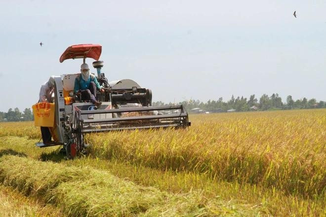 Efforts will be focused on promoting large-scale, sustainable, and green agricultural practices (Photo: VNA) agricultural-production.jpg