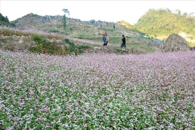 buckwheat-flower-season-on-the-dong-van-karst-plateau.jpg