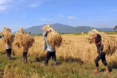 Cambodian farmers havest paddy. (Photo: AFP/VNA)