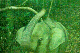 A photo of the baby elephant taken on July 8. (Photo: Elephant Species and Habitat Conservation Area)