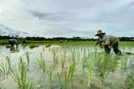  Indonesian farmers plant rice in Lokpaikat District in Tapin, Tapin Regency, South Kalimantan. (Photo: ANTARA)