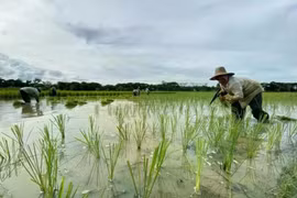  Indonesian farmers plant rice in Lokpaikat District in Tapin, Tapin Regency, South Kalimantan. (Photo: ANTARA)
