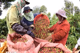 Vietnam is currently the world’s second-largest coffee exporter (Photo: VNA)