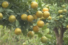 Ninh Binh’s kumquat hub gears up for Tet season