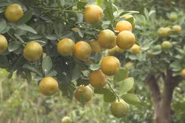 Ninh Binh’s kumquat hub gears up for Tet season