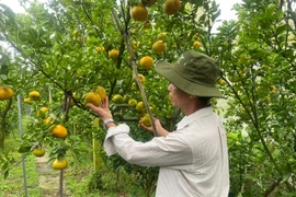 Vietnam’s agricultural exports to exceed 70 billion USD in 2025