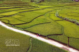 Stunning rice terraces grace Vietnam's northwestern highlands
